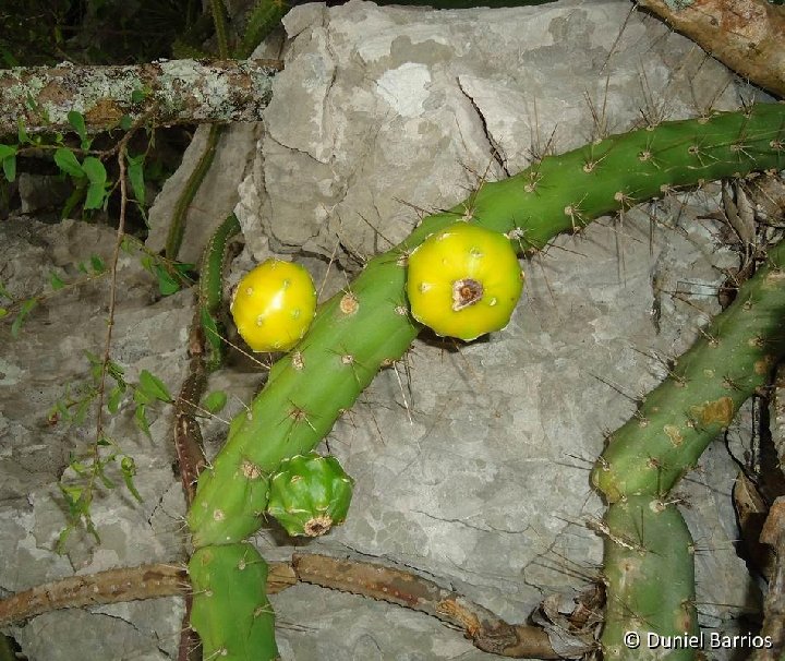 Harrisia earlei, Mogotes, Viñales, Pinar del Rio (2)